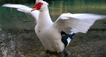 Kachny pižmové: chov indooků doma