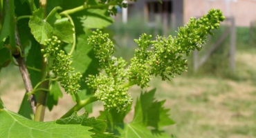 Ve kterém roce po výsadbě sazenicemi hrozny plodí, když začíná první sklizeň