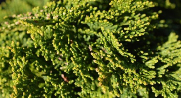 Nana gracilis - miniaturní cypřiš k ozdobení místa