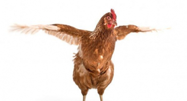 Lidové léky na kuřecí blechy