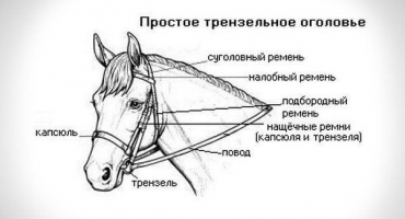 Určení uzdečky pro koně a její samostatná výroba