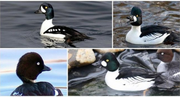 Popis a životní styl kachen gogol, stanoviště a chuť