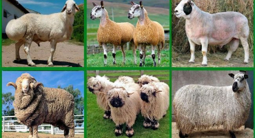 Názvy a charakteristiky nejlepších a velkých masných plemen ovcí, chov