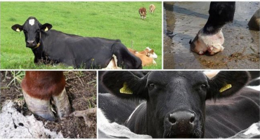 Vlastnosti struktury kravských kopyt, z jakých částí jsou vyrobeny a kolik prstů