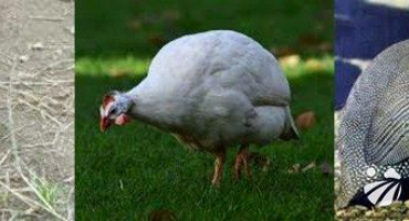 Názvy a příznaky chorob perliček, na které ptáci hynou a prevence