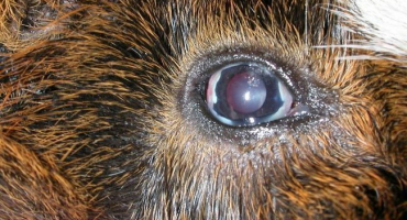 Názvy a příznaky očních chorob u králíků, léčba a prevence