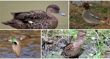 Názvy a příznaky indoktrinačních nemocí a co dělat, prevence