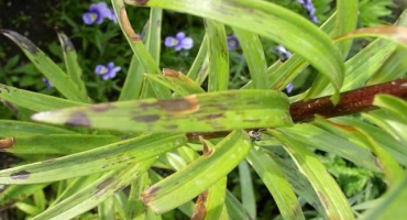 Názvy a příznaky chorob lilií a škůdců, léčba a prevence