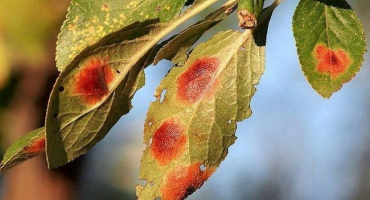 Názvy a příznaky chorob švestek, způsoby léčby a preventivní opatření