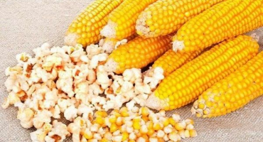 Názvy odrůd kukuřice na popcorn, jejich pěstování a skladování