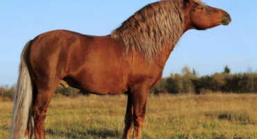 Názvy stávajících barev koní, které jsou zároveň seznamem barev