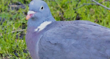 Názvy druhů a plemen divokých holubů, jejich popis a charakteristika