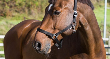 Ohlávka pro koně: přehled a návod na výrobu