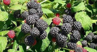 Neobvyklý kultivar malin cumberland: hlavní rysy a pravidla pěstování