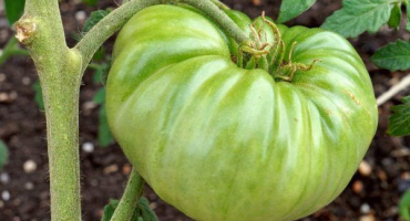 Neobvyklý rajčatově černý bizon