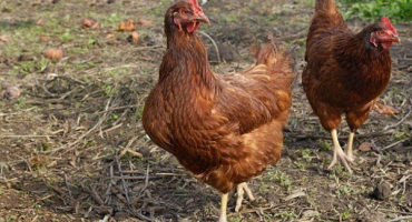 Nenáročný křížový rodonit - vlastnosti chovu a péče o ptáka