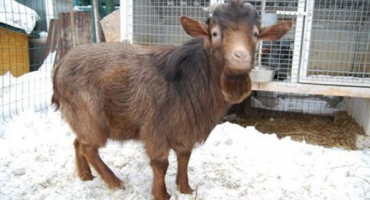 Nigerijské zakrslé kozy