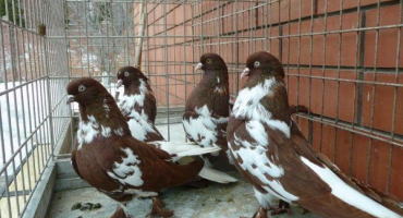 Nikolaevští vysokoletí holubi - kompletní informace o ptácích