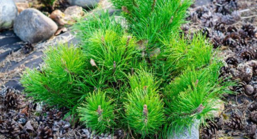 Nízko rostoucí mopsová borovice v krajinném designu: jemnost pěstování a péče