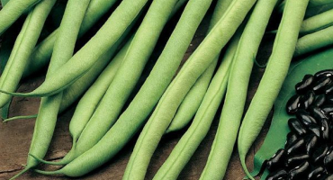 Nuance setí fazolí ve skleníku a péče o něj