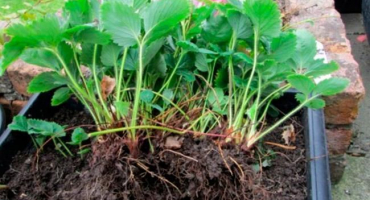 Nuance množení jahod dělením keře, pravidla transplantace v srpnu