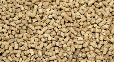 Nuance sezónního chovu drůbeže na jejich letní chatě