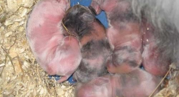 Nuance zimního chovu králíků a chovatelský řád pro venkovní chov