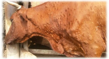 Bovinní lodulární dermatitida