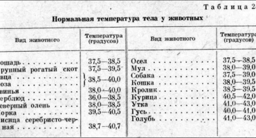Rychlost a příčiny horečky u prasat, jak měřit a jak léčit