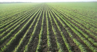 Rychlost a načasování setí ječmene na 1 ha v kg, technologie pěstování a střídání plodin