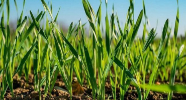 Výsevek semen pšenice na 1 ha v kg a hloubka setí, jaké faktory ovlivňují