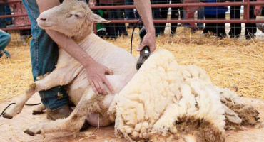 Nůžky a elektrický stroj na stříhání ovcí