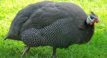 O chovu perliček doma, podrobně pro začátečníky