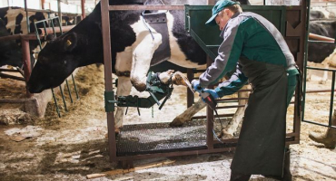 Ošetření paznehtů u skotu