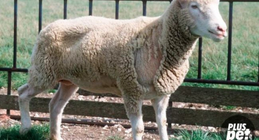 Léčba ovcí proti psoroptóze klíšťat