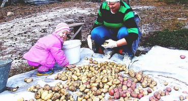 Zpracování sadby brambor z mandelinky bramborové