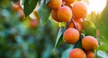 Prořezávání meruněk - pravidla pro postup na podzim