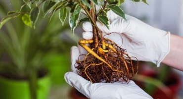 Prořezávání fíkusů - pravidla a schémata