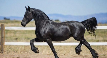 Obecná charakteristika černých koní, barevné variace, druhy zvířat
