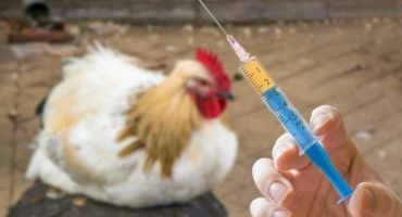 Přehled antibiotik pro kuřata