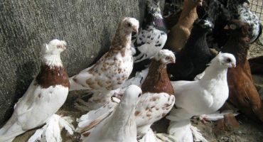 Přehled bojových holubů: pravidla péče, údržby a chovu