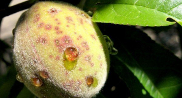 Přehled chorob a škůdců broskvoní