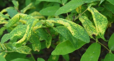 Přehled chorob a škůdců zimolezu: příznaky projevu a způsoby léčby