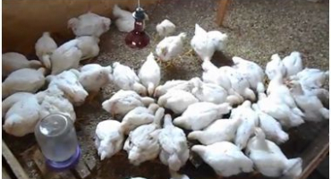 Přehled plemen brojlerových kuřat