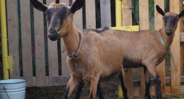 Přehled českých koz - hlavní charakteristika a znaky obsahu