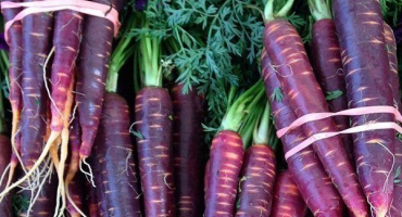 Přehled fialové mrkve a pravidla pro její pěstování