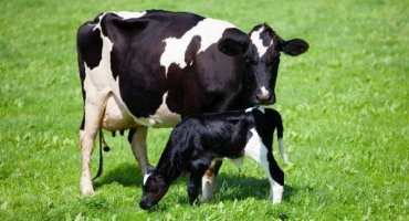 Recenze holandského plemene krav