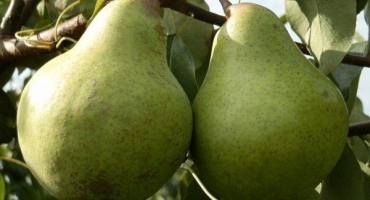 Přehled hrušně navíjející se: vše od výsadby po pěstování