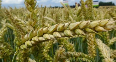 Přehled a popis oblíbených herbicidů pro ošetření pšenice od plevele