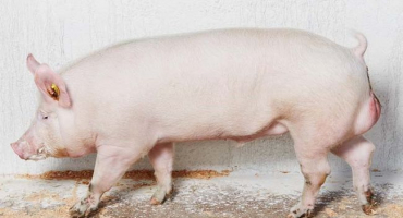 Recenze a popis velkých bílých selat